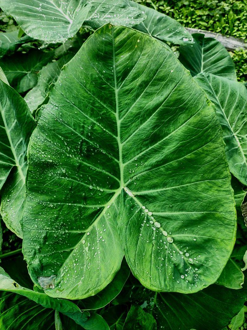 Elephant Ears Grew So Big My Neighbors Thought I Had A New Tree