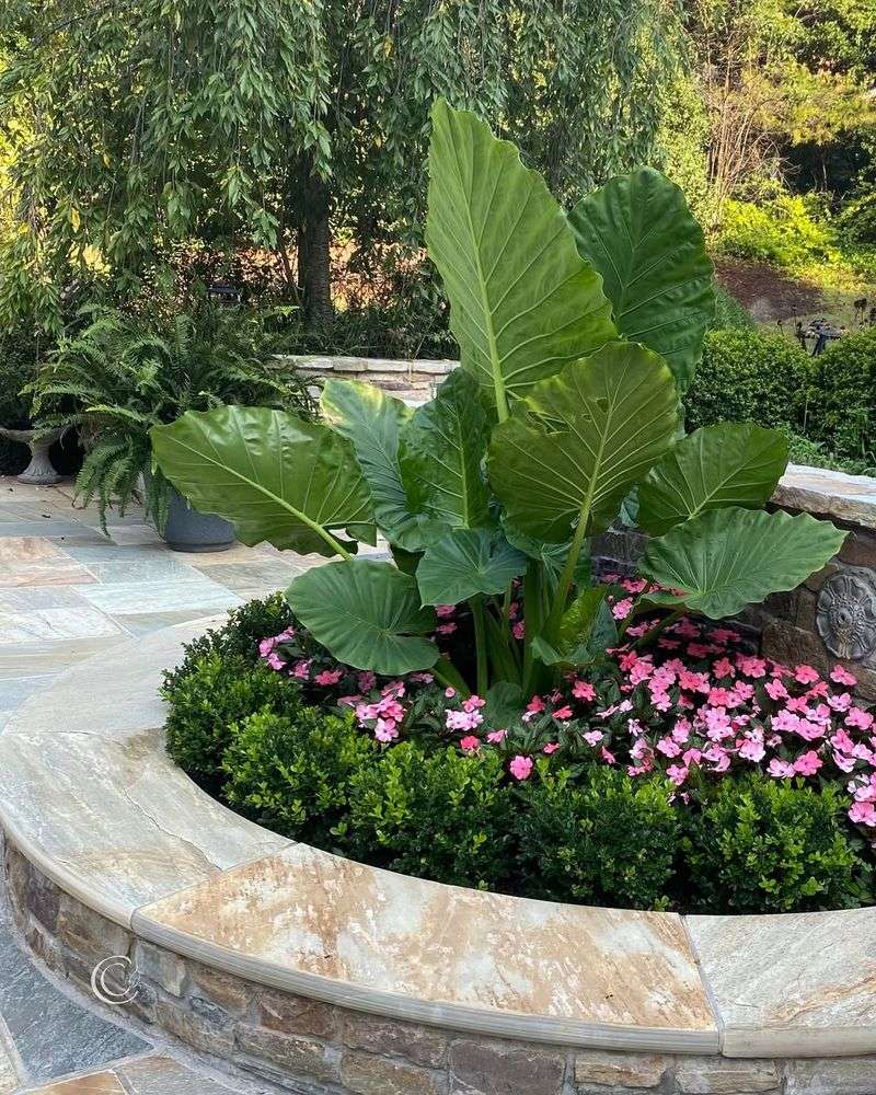 Elephant Ears Elephant Ears