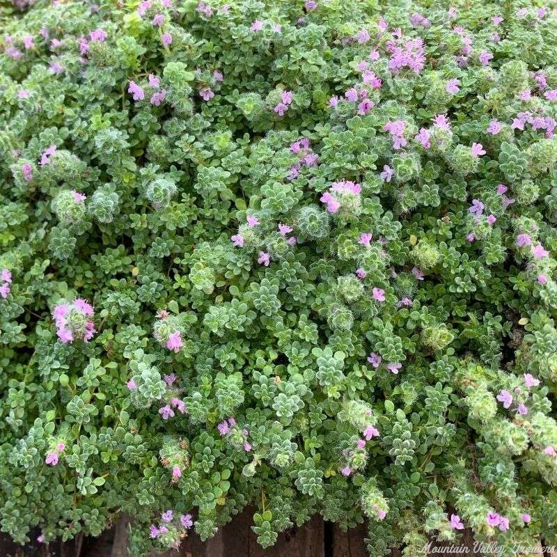 Elfin Thyme