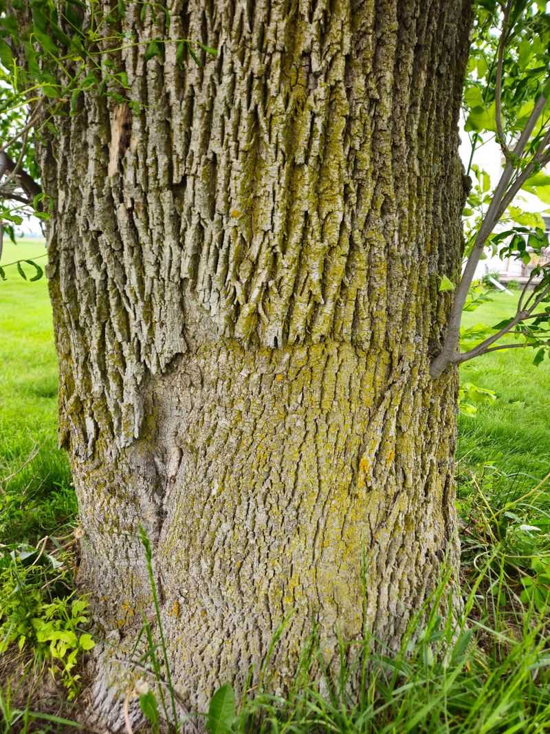 Emerald Ash Borer Damage Is Often Mistaken For Drought Stress At First