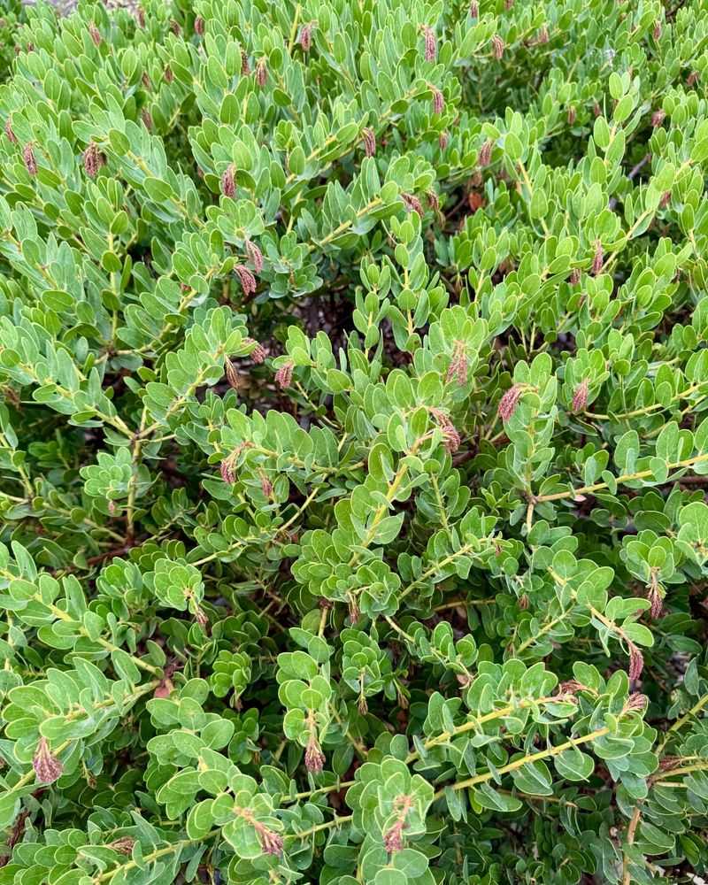 Emerald Carpet Manzanita