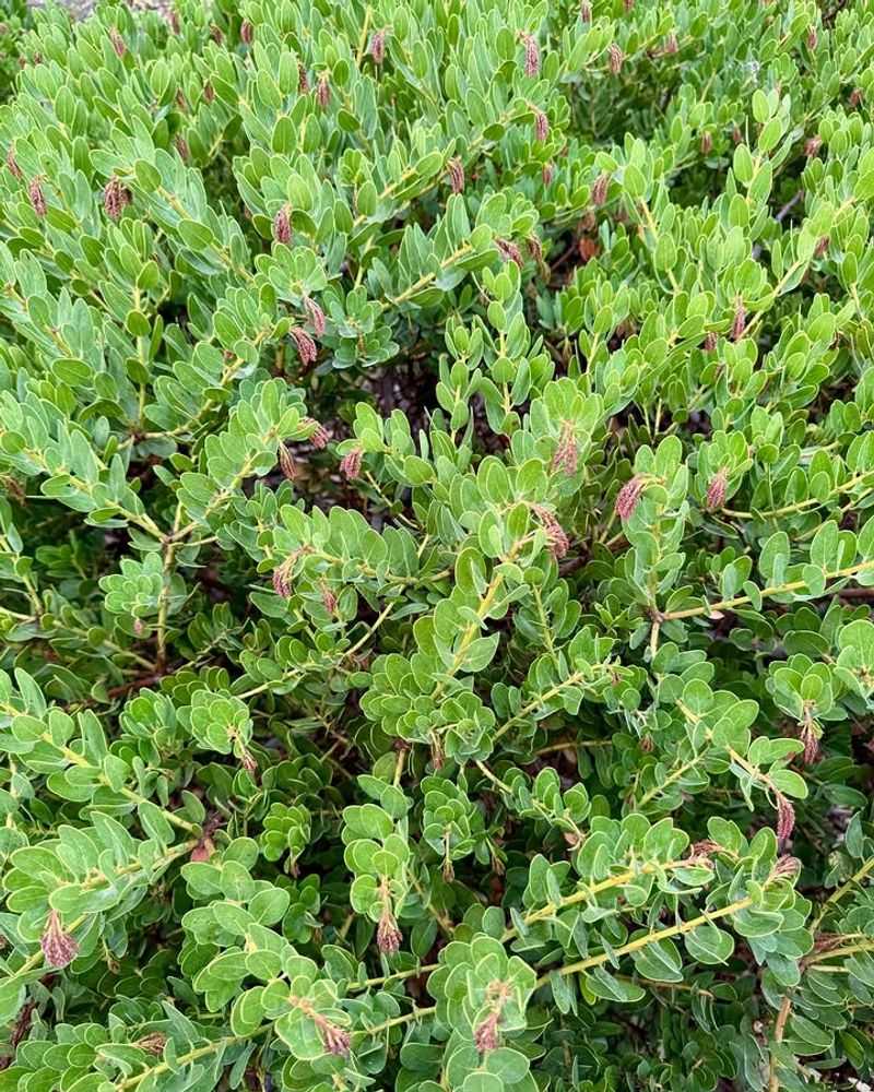 Emerald Carpet Manzanita Covers Soil Without Getting Tall