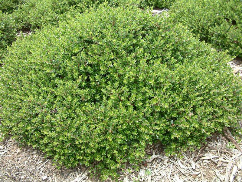 Emerald Carpet Manzanita Creates Thick Low Cover Emerald Carpet Manzanita Creates Thick Low Cover