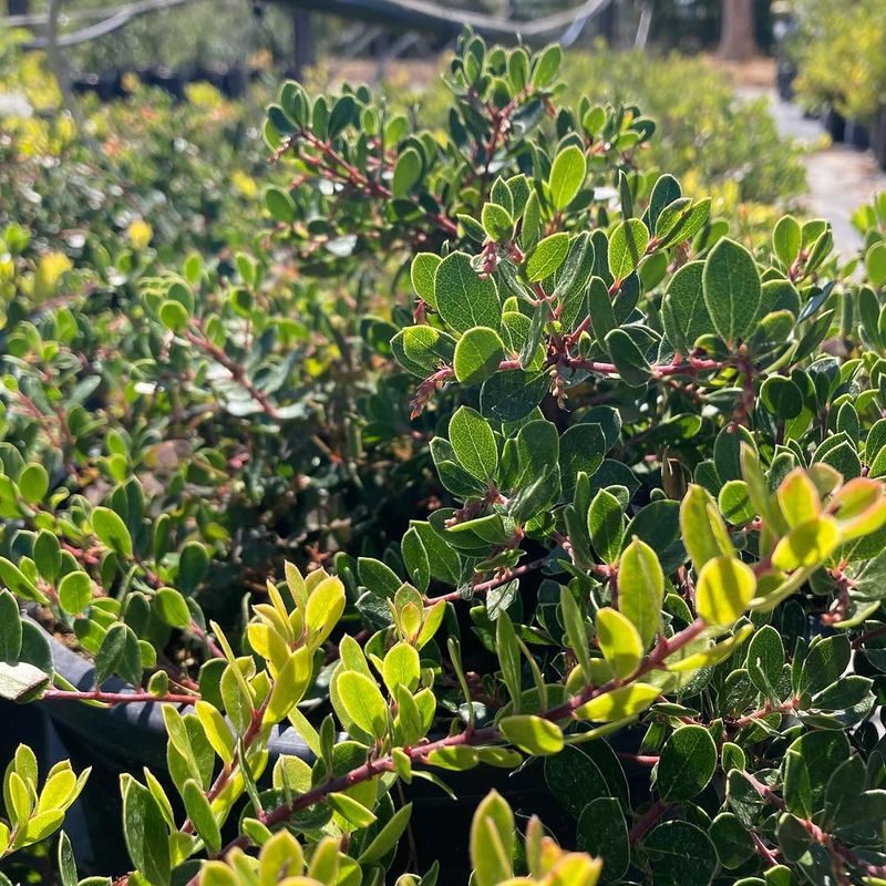 Emerald Carpet Manzanita