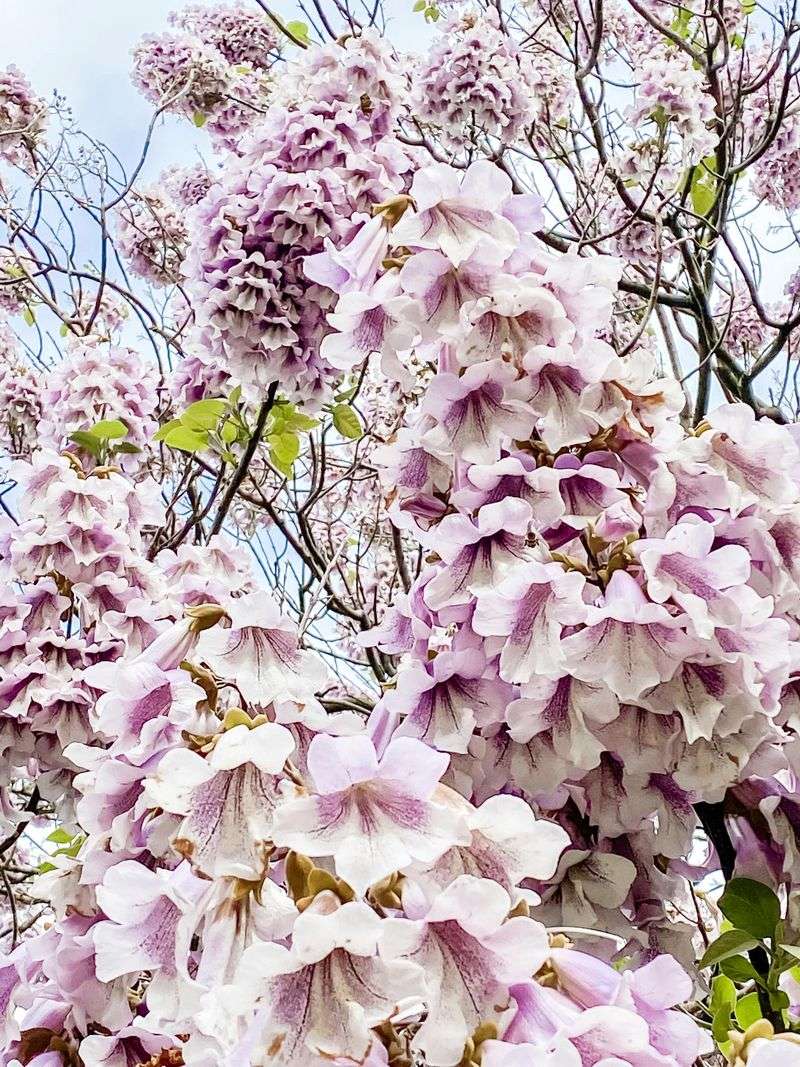 Empress Tree