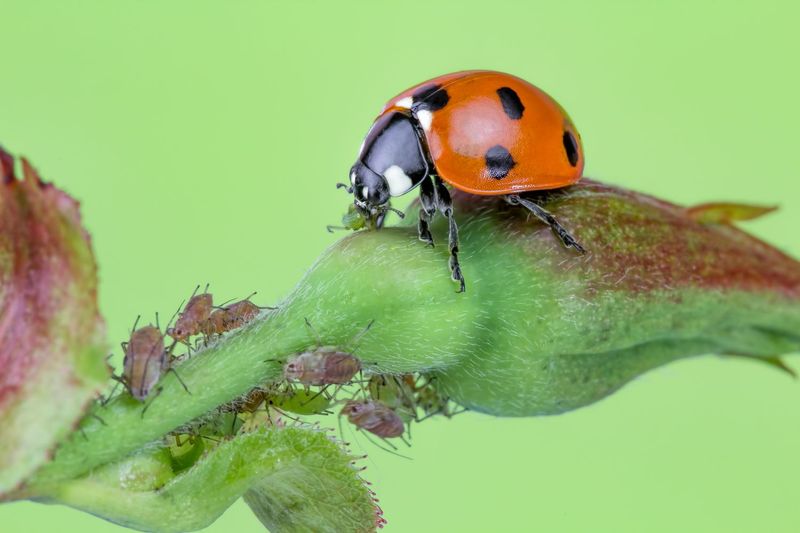 Encourage Ladybugs And Lacewings Nearby