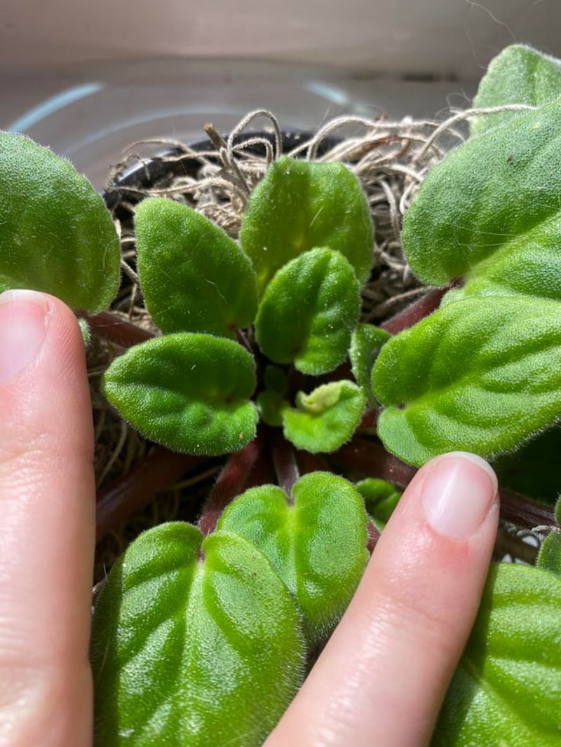 Encourage New Crown Growth