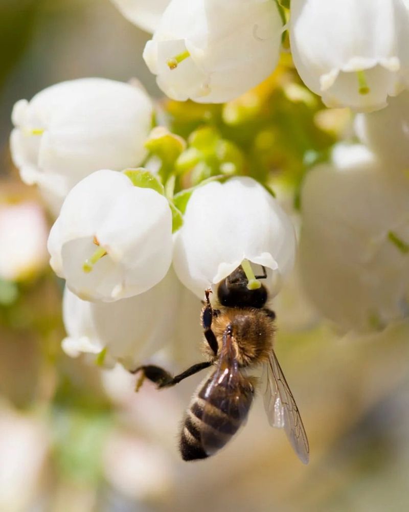 Encourage Pollinator Activity