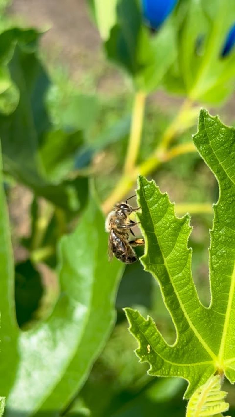 Encourage Pollinator Visits