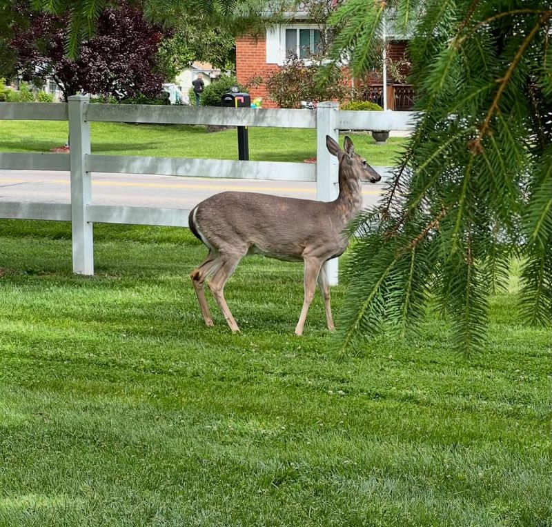 Encouraging Deer And Wildlife Traffic Encouraging Deer And Wildlife Traffic