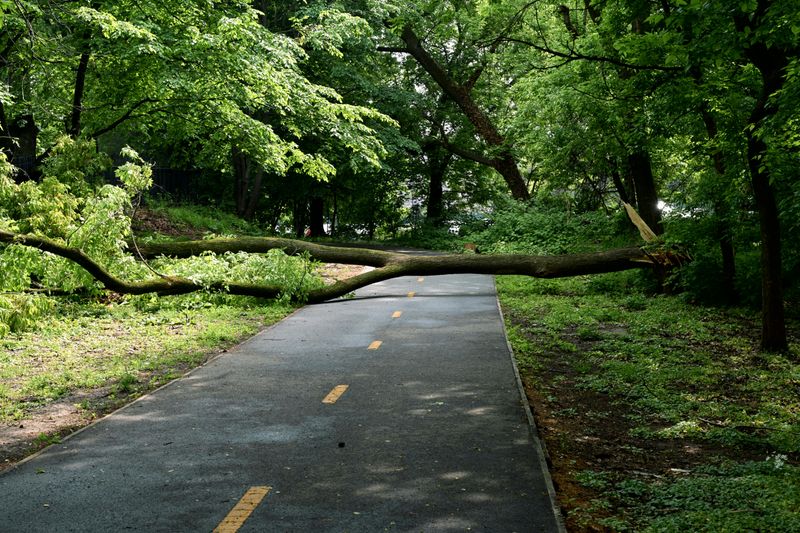 Encroaching Branches Causing Property Damage Are Recognized In Maryland Courts