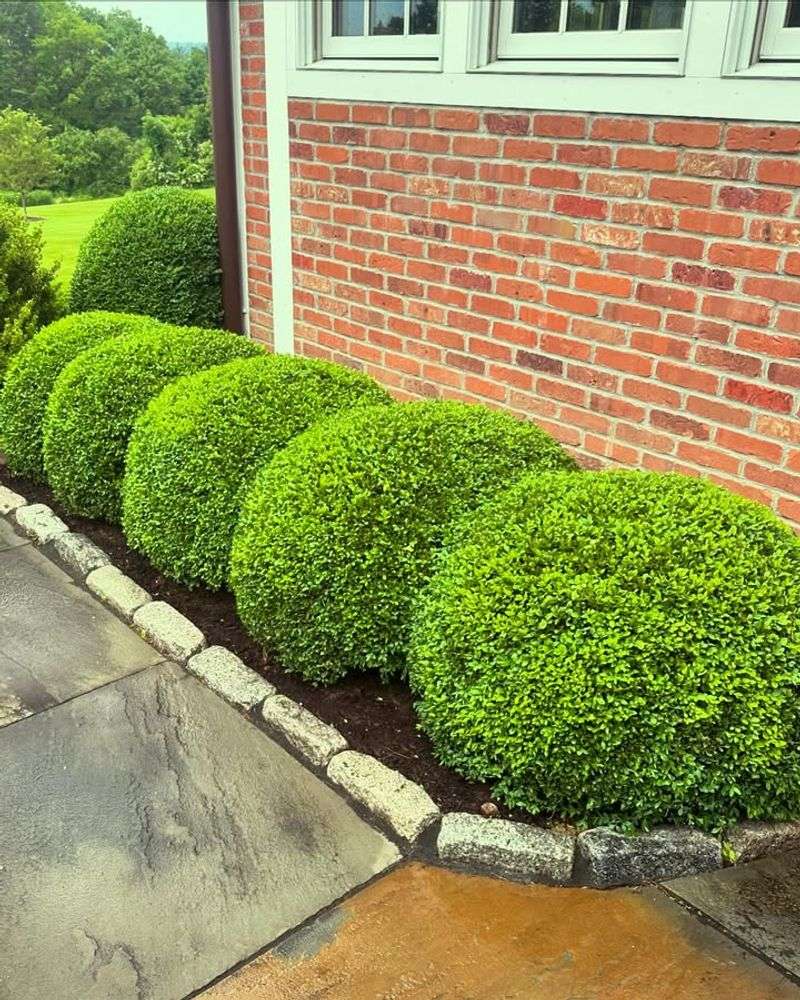 English Boxwood