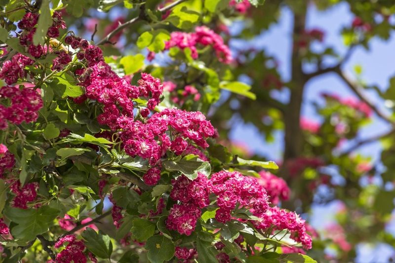 English Hawthorn