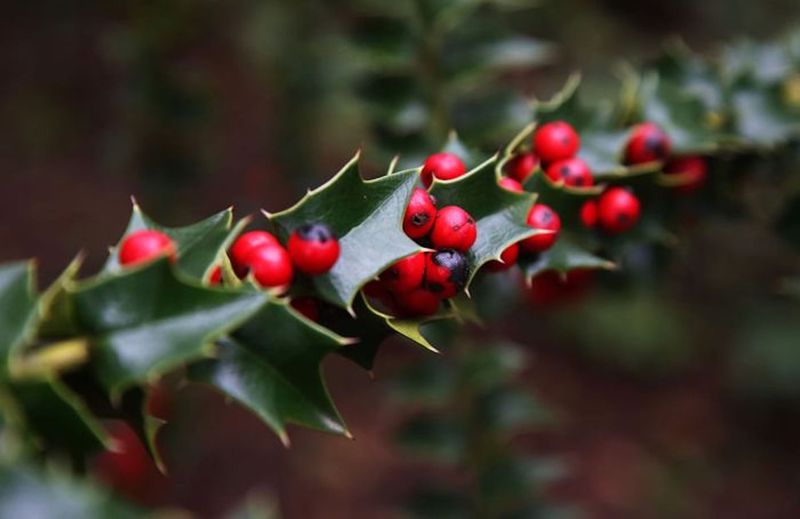 English Holly Pops Up Where Birds Drop Seeds