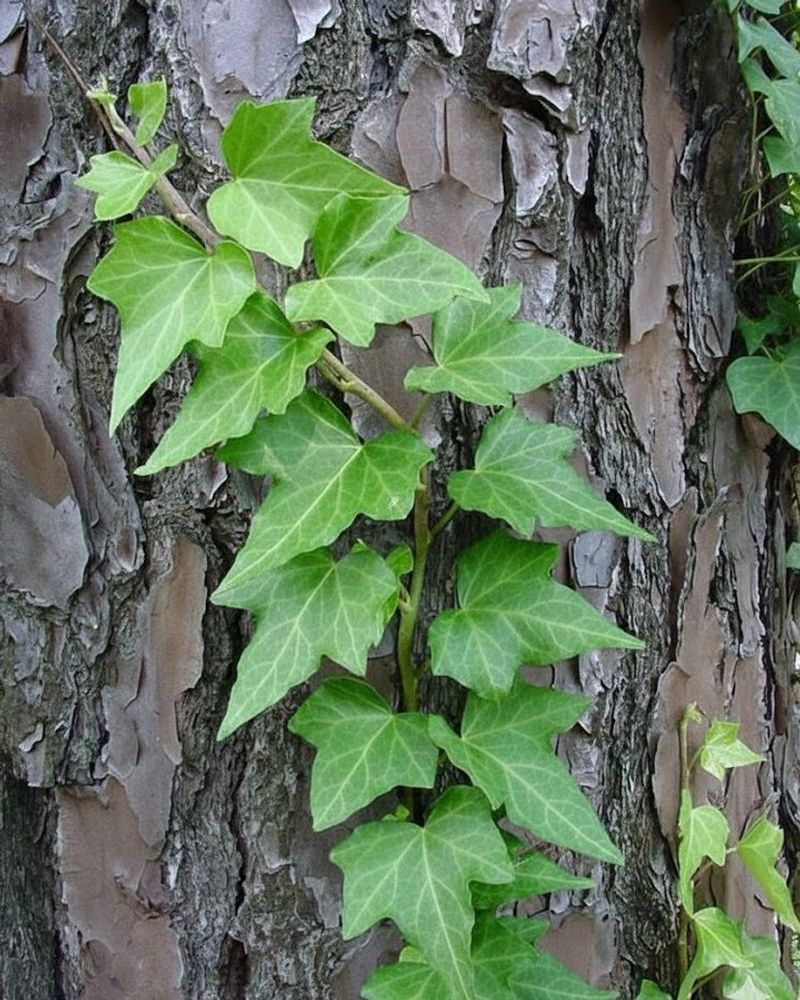 English Ivy