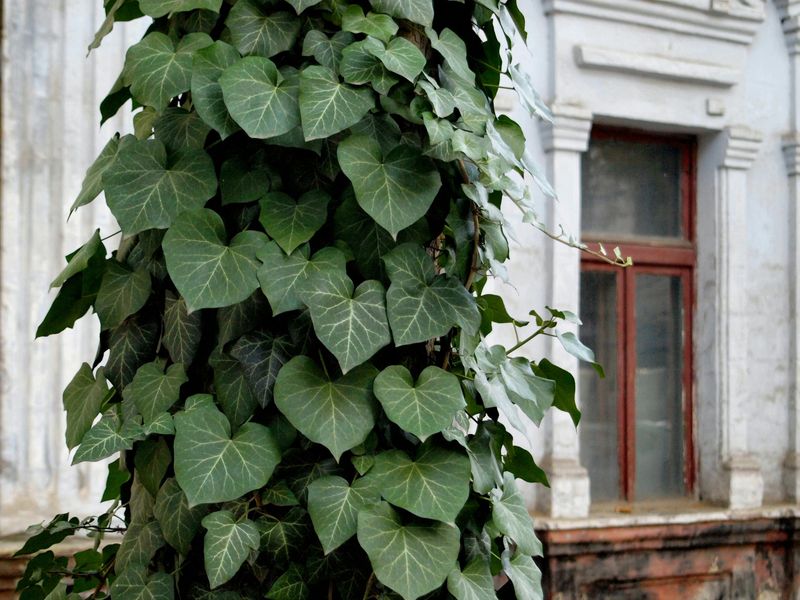 English Ivy