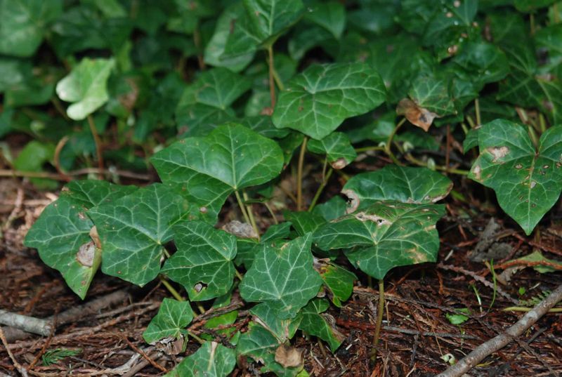 English Ivy English Ivy