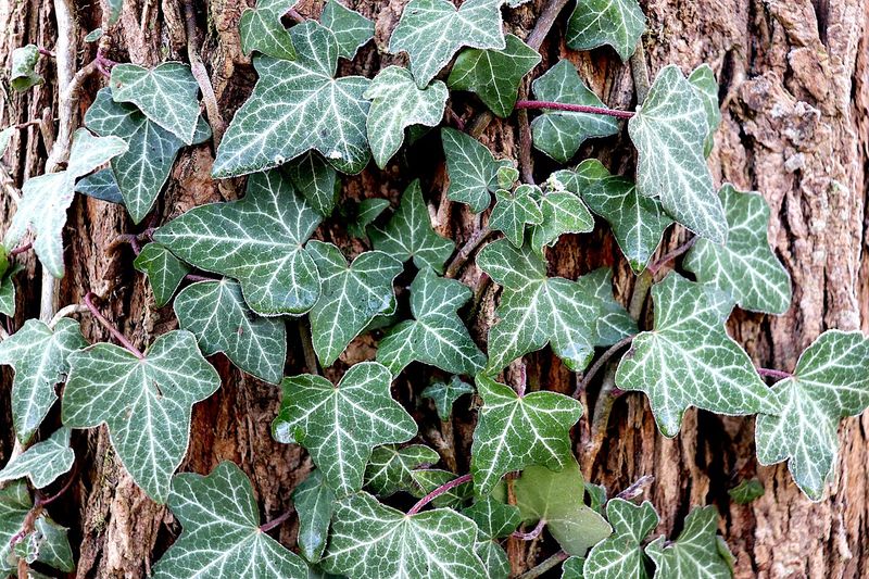 English Ivy Climbs Fast And Spreads Quietly