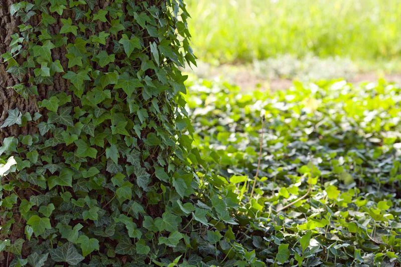English Ivy That Becomes Hard To Control