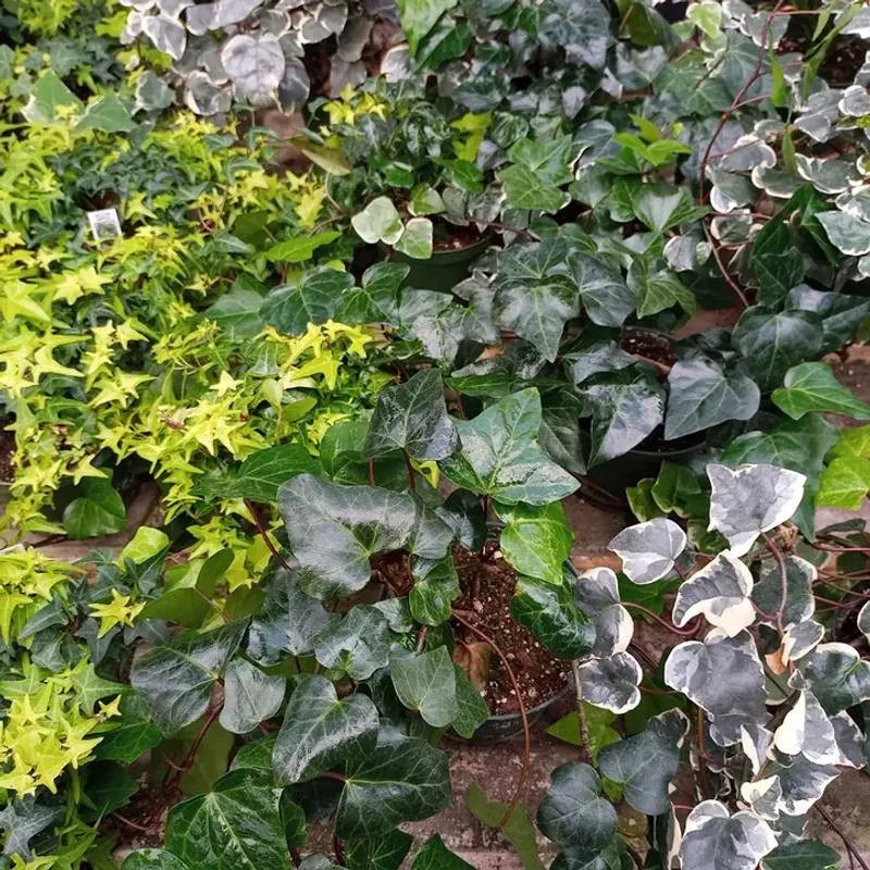 English Ivy English Ivy
