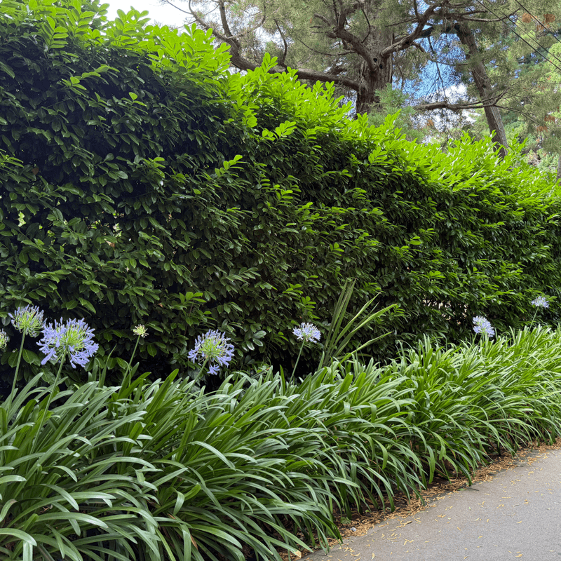 English Laurel Fills In Fast