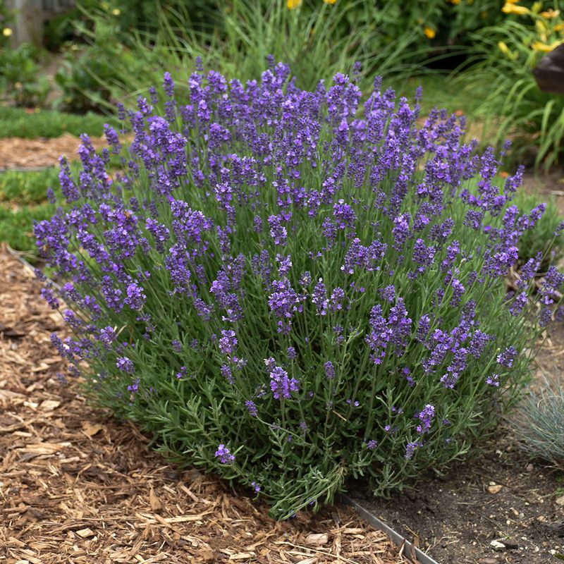 English Lavender Prefers Cooler Desert Nights And Sharp Drainage English Lavender Prefers Cooler Desert Nights And Sharp Drainage