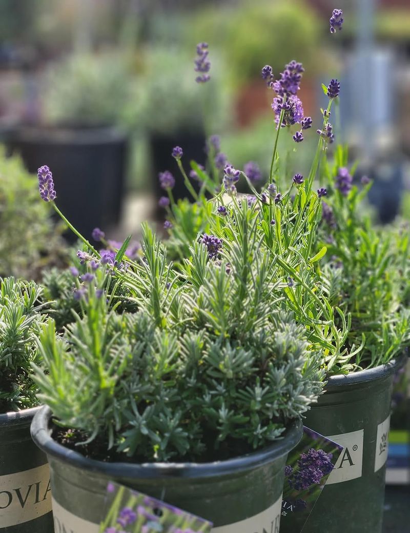 English Lavender Prefers Dry Soil And Strong Sunlight
