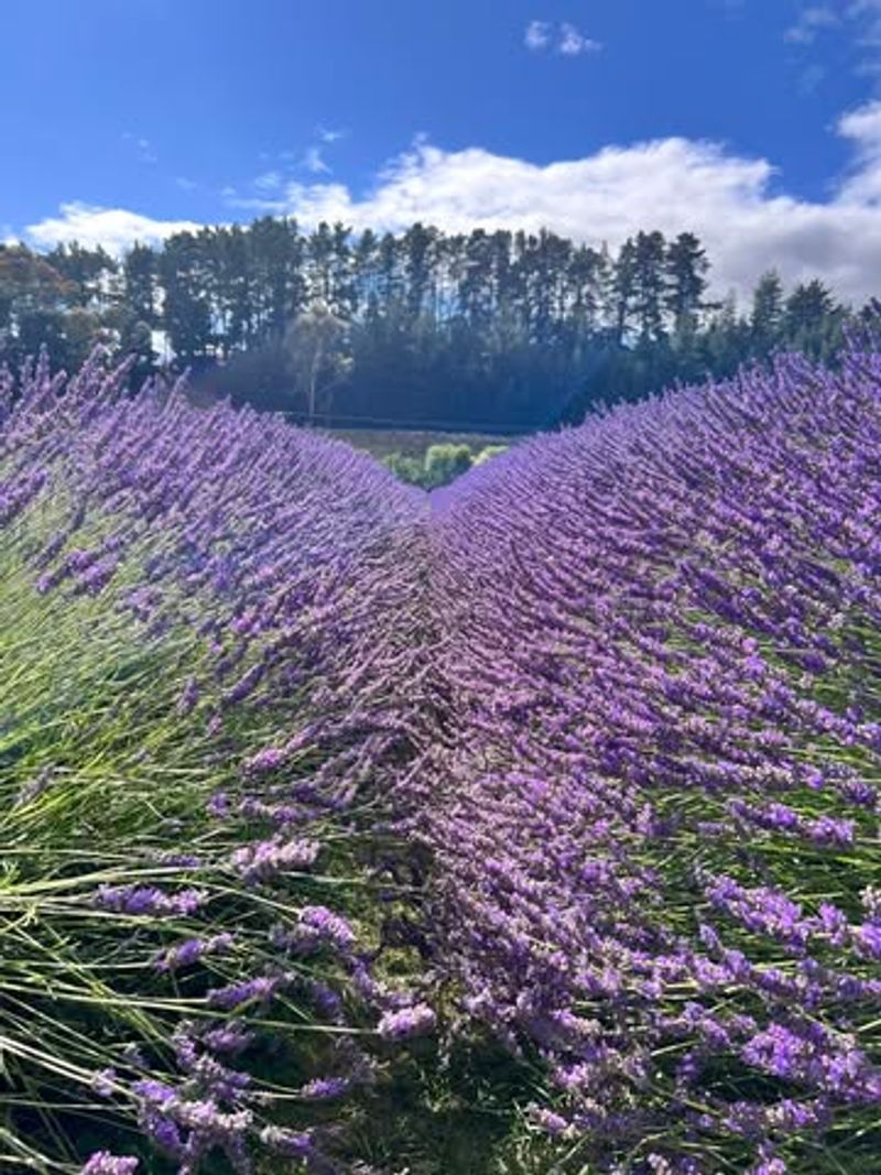 English Lavender Thrives Best In Michigan Zones 5 And 6