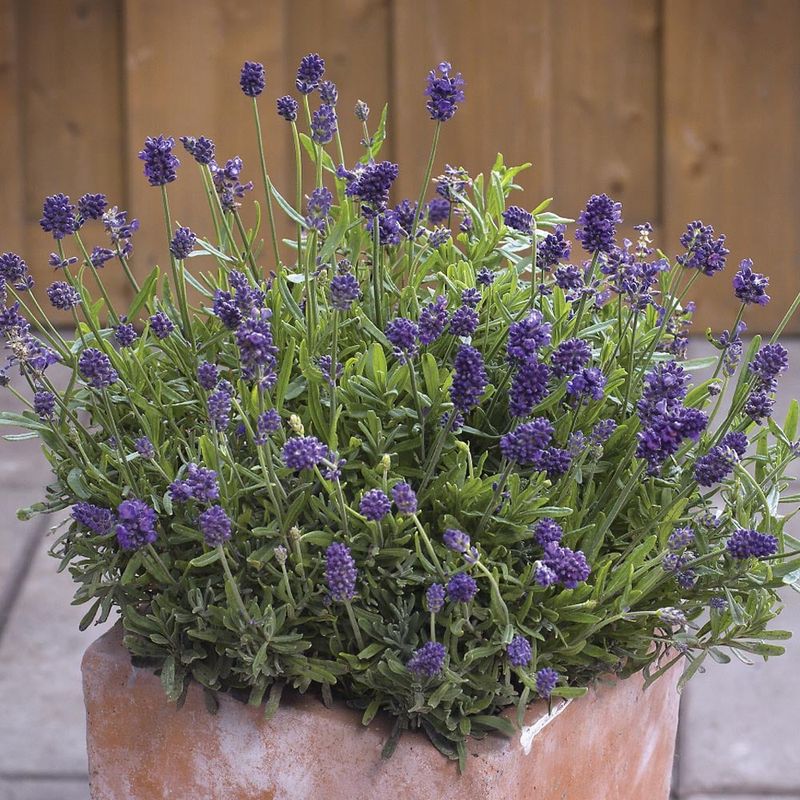 English Lavender Usually Struggles In Florida Summers English Lavender Usually Struggles In Florida Summers