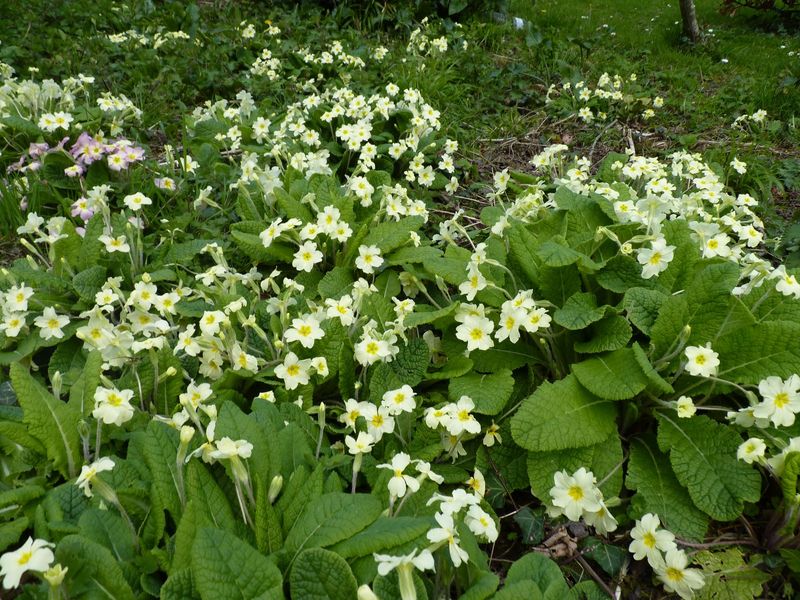 English Primrose (Primula vulgaris) Needs Cooler Shade Than Many Gardens Provide English Primrose (Primula vulgaris) Needs Cooler Shade Than Many Gardens Provide