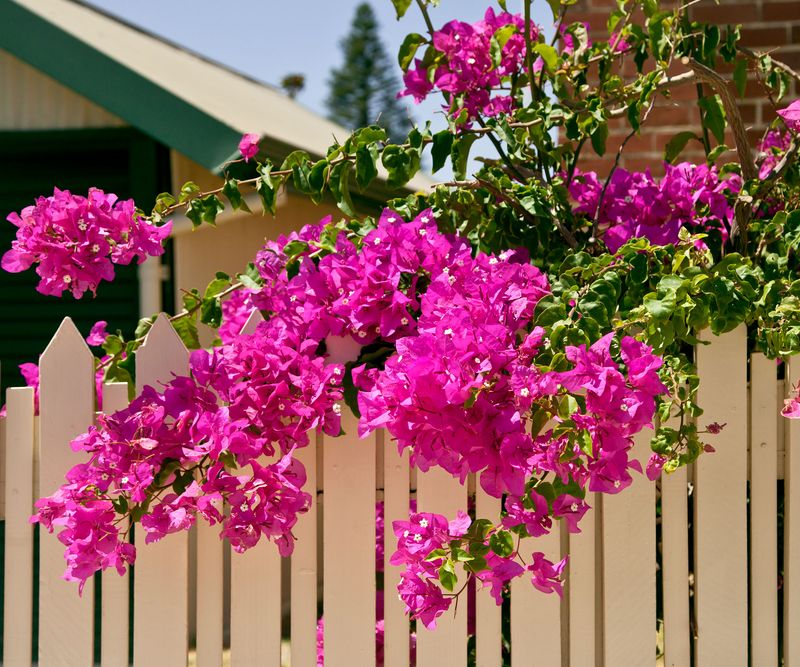 Enjoy Blooms That Last Through The Warm Season