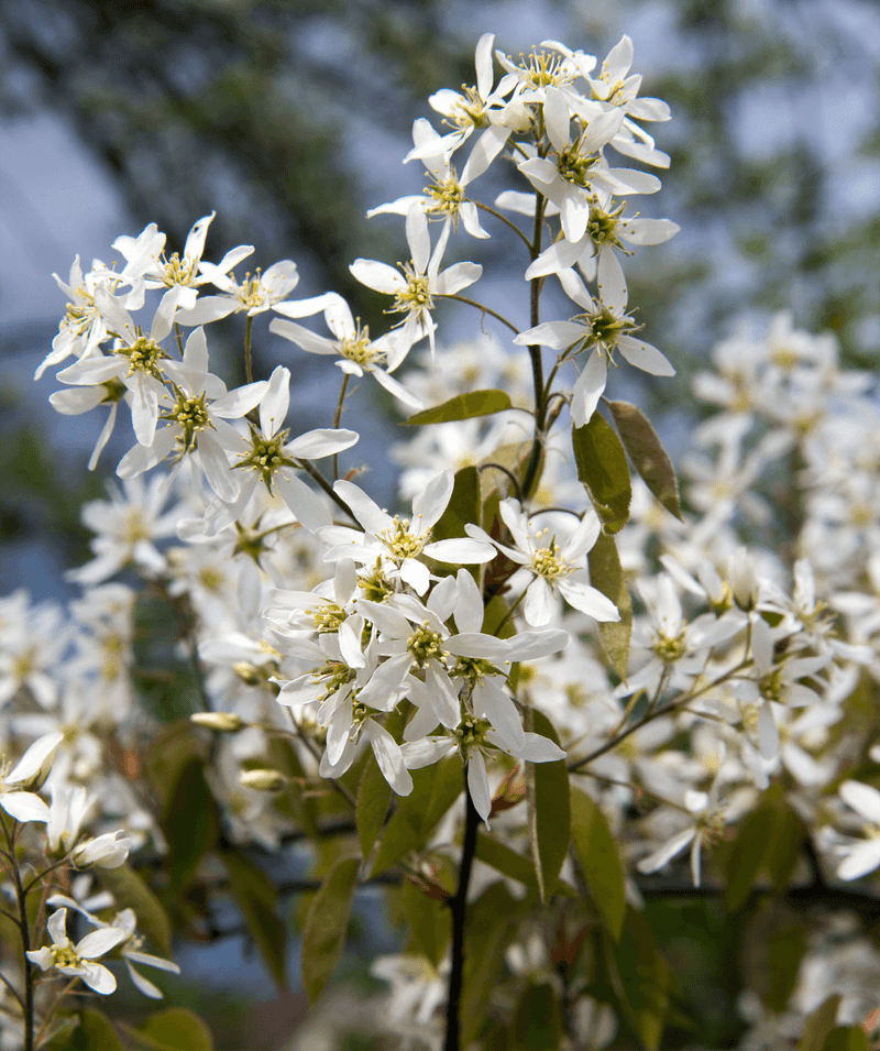 Enjoy Spring Flowers Before The Summer Berries Arrive