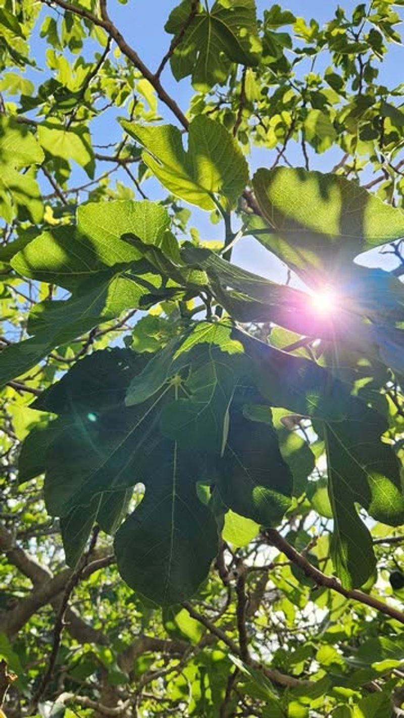 Ensure Full Sun Exposure
