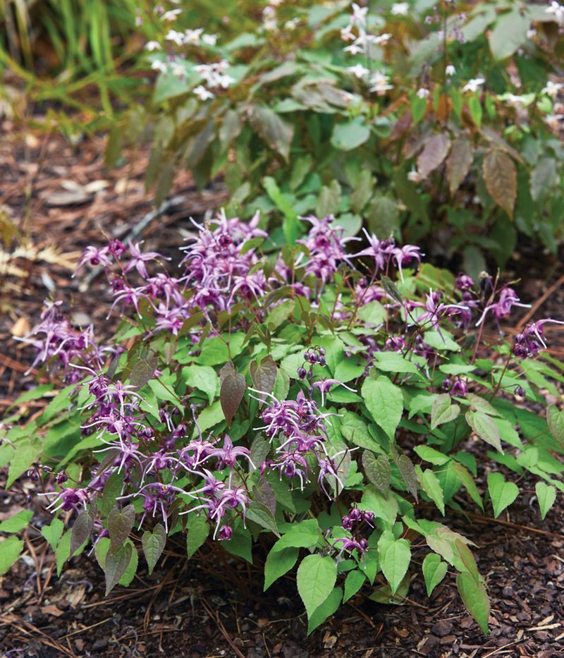 Epimedium Fills Dry Shade With Dainty Blooms and Year-Round Foliage