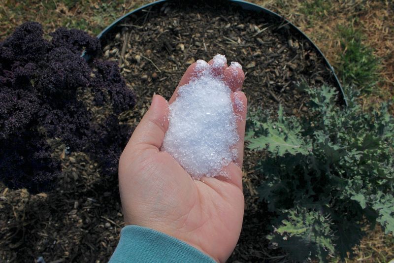 Epsom Salt Should Not Go In Without A Soil Test
