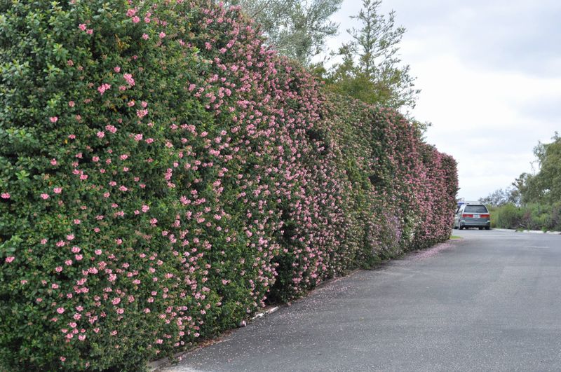 Escallonia Adds Fast Evergreen Coverage