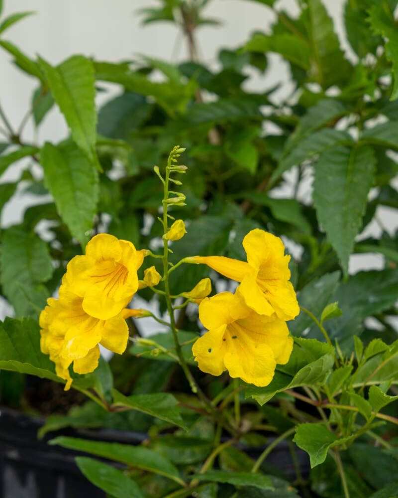 Esperanza Esperanza