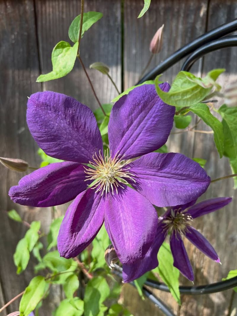 Etoile Violette