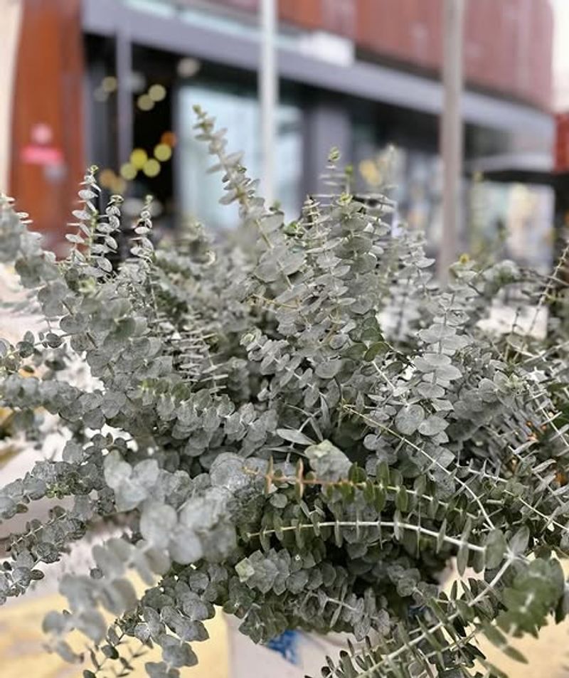 Eucalyptus Carries Potent Menthol Like Notes Eucalyptus Carries Potent Menthol Like Notes