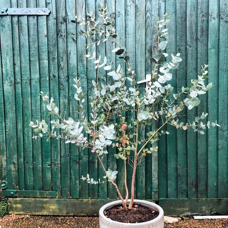 Eucalyptus Gives Off A Stronger Scent In Summer