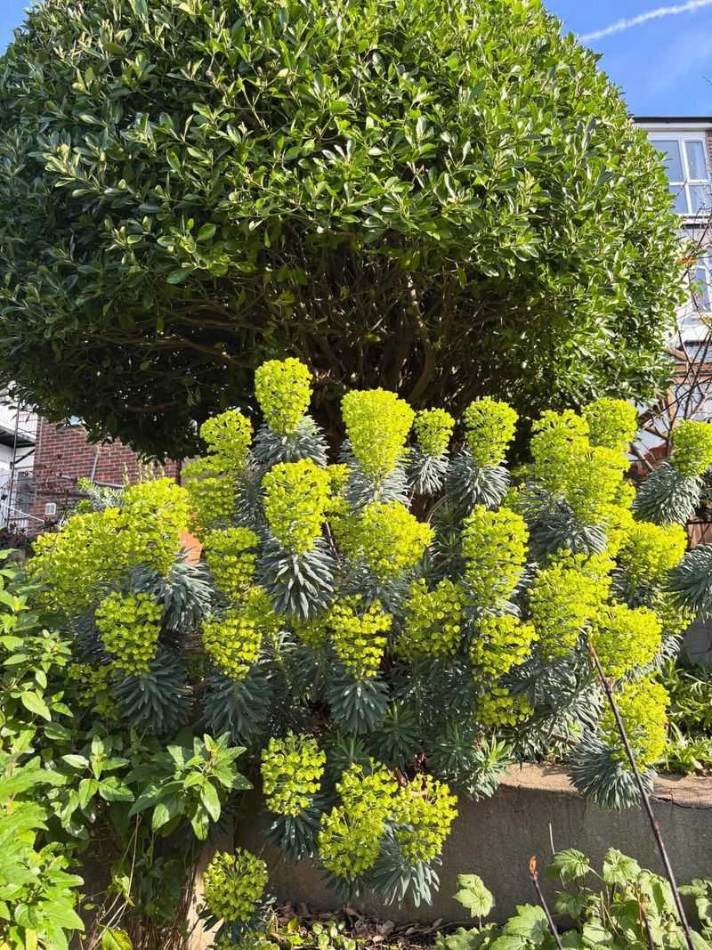 Euphorbia Adds Structure Without Asking For Much