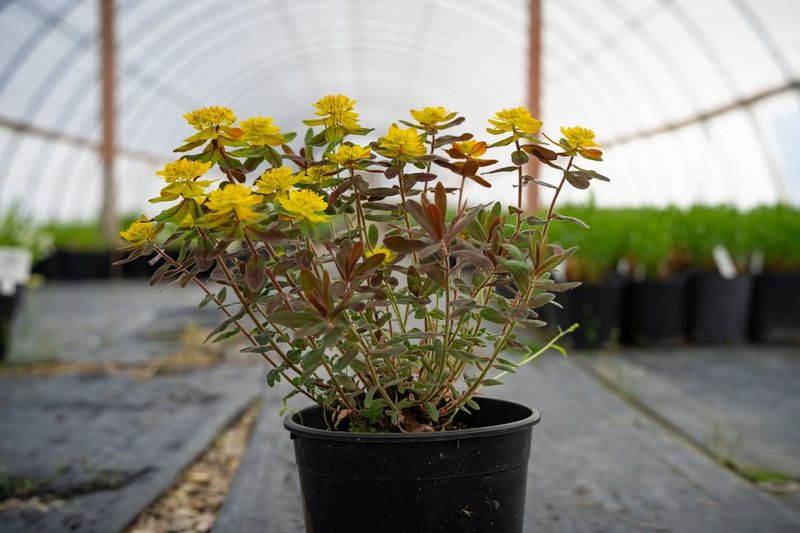 Euphorbia Rigida Holds Its Blue-Green Color Year-Round