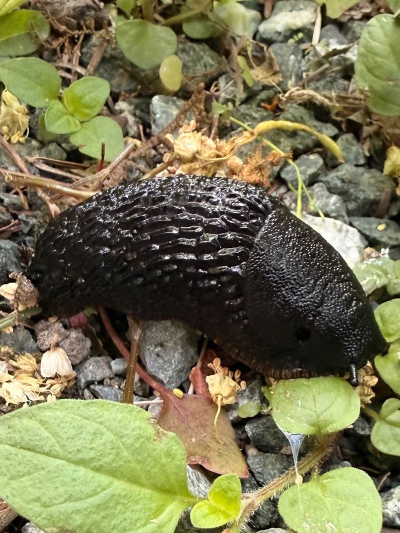European Black Slug