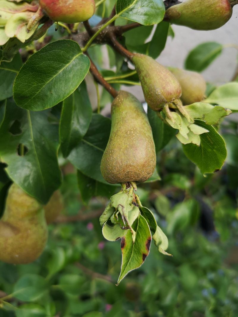 European Pears Are A Classic Easier Choice