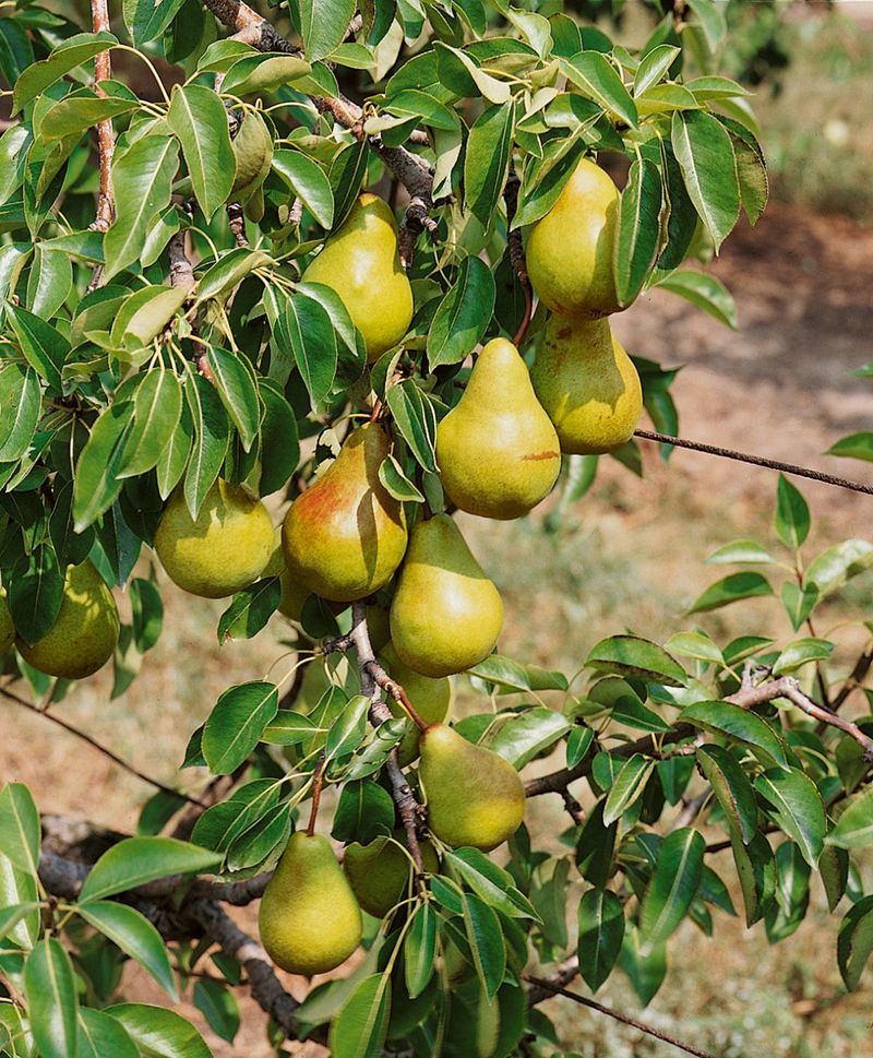 European Pears Grow Well In Narrow Backyard Spaces