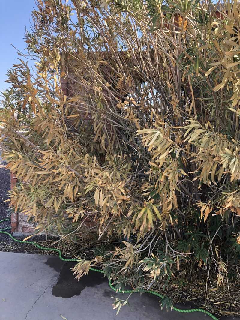 Even Dry Leaves And Clippings Can Be Dangerous