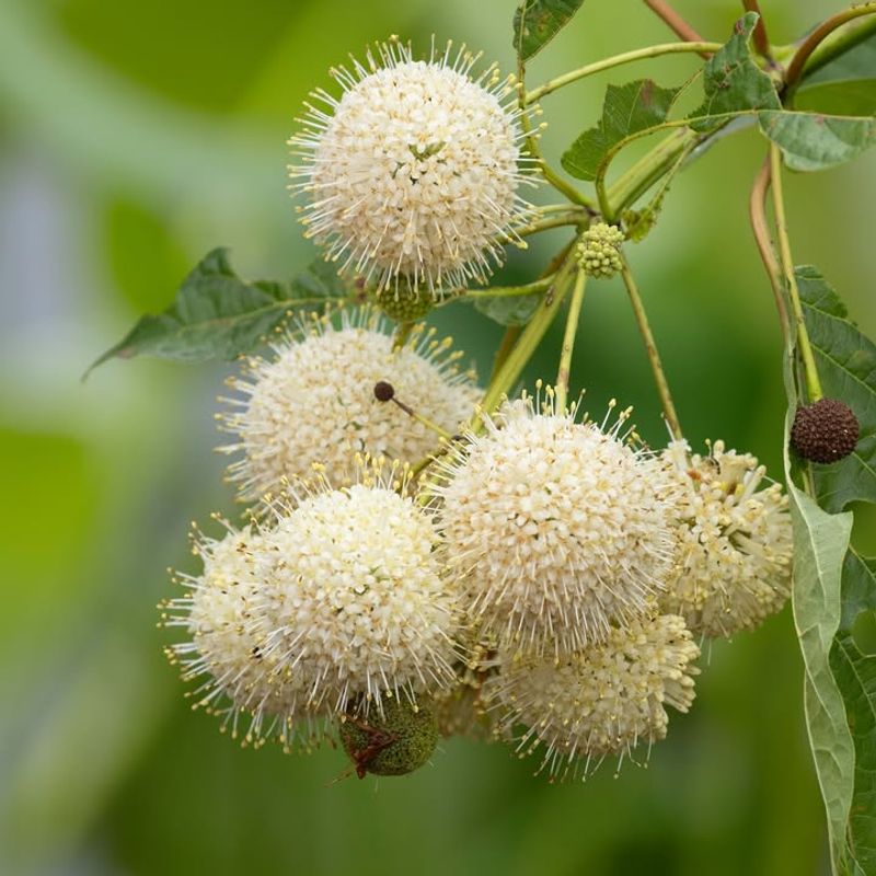 Even Flood-Tolerant Buttonbush Still Needs Some Root Oxygen