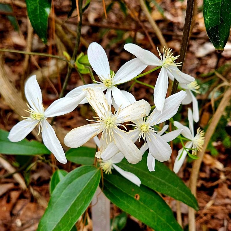Evergreen Clematis Evergreen Clematis