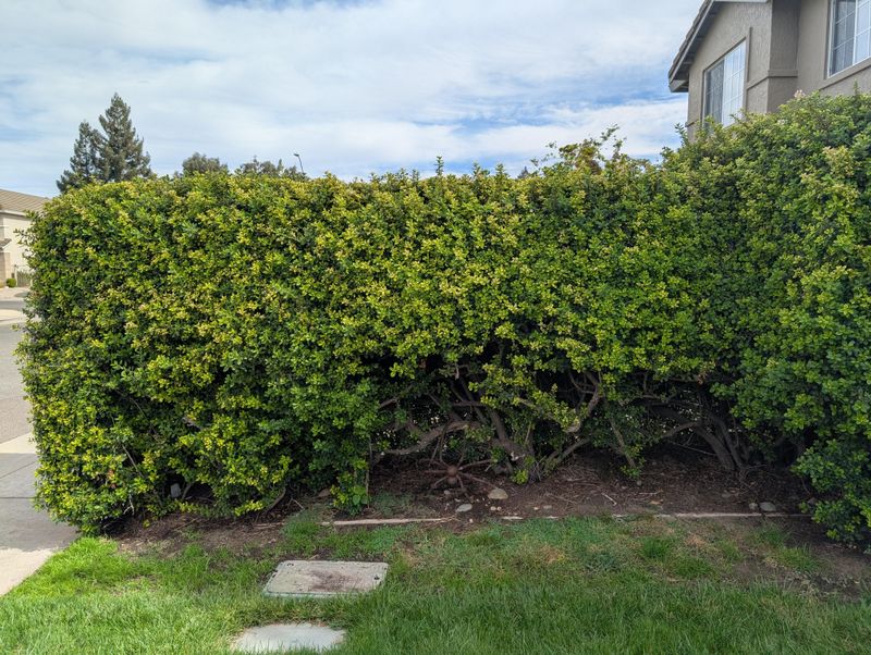 Evergreen Escallonia Evergreen Escallonia