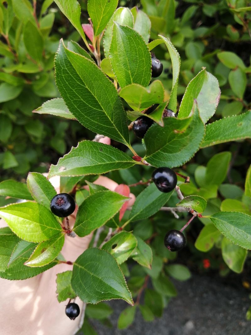 Evergreen Huckleberry Evergreen Huckleberry